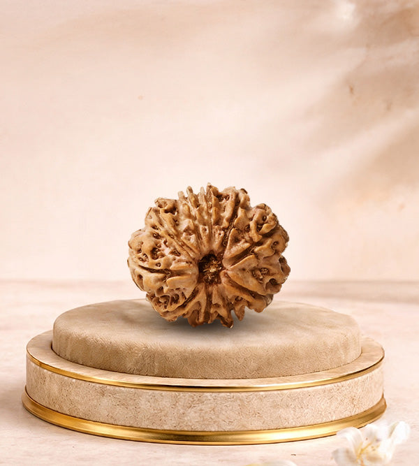 10 Mukhi Rudraksha 10
