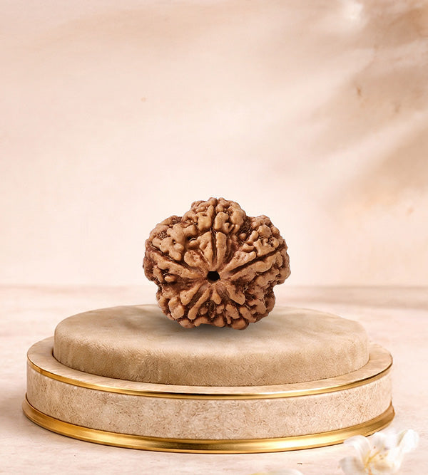 5 Mukhi Rudraksha