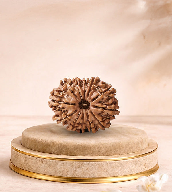 12 Mukhi Rudraksha