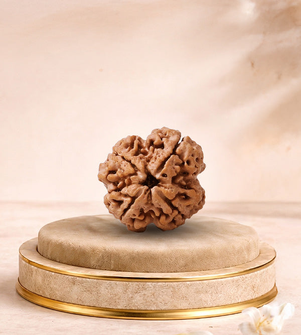4 Mukhi Rudraksha 4