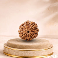 7 Mukhi Rudraksha