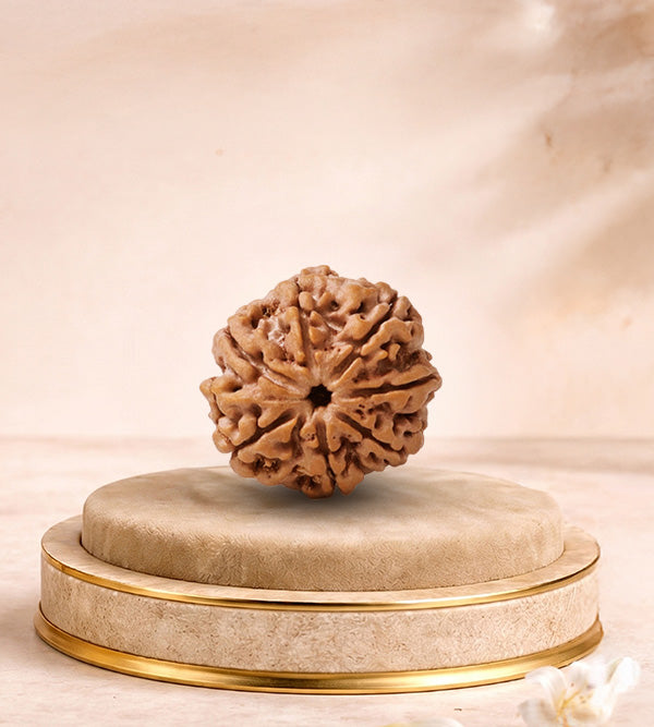 7 Mukhi Rudraksha 7