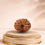 14 Mukhi Rudraksha 14