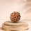 7 Mukhi Rudraksha