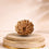 10 Mukhi Rudraksha