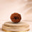 13 Mukhi Rudraksha 13