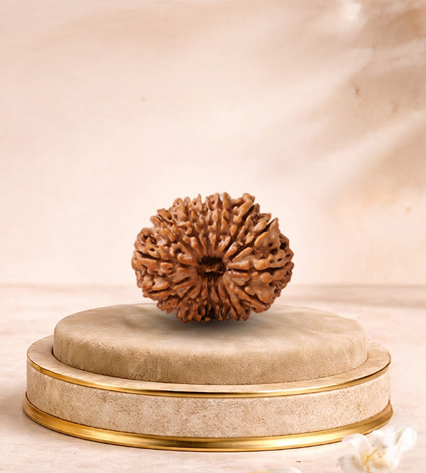 14 Mukhi Rudraksha