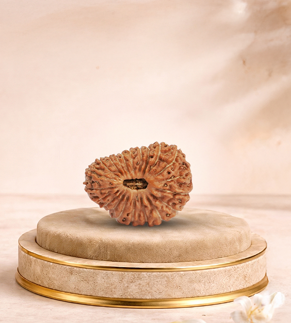 21 Mukhi Rudraksha