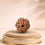 6 Mukhi Rudraksha