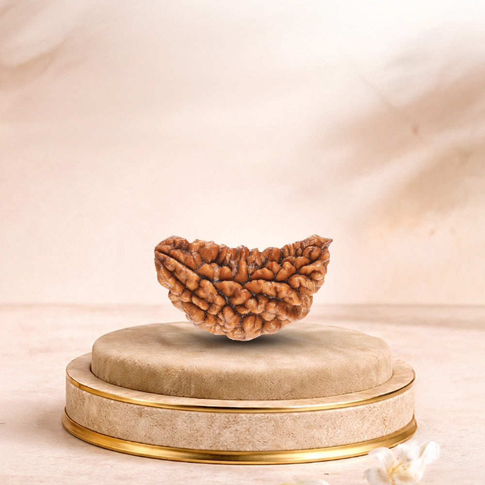 1 Mukhi Rudraksha