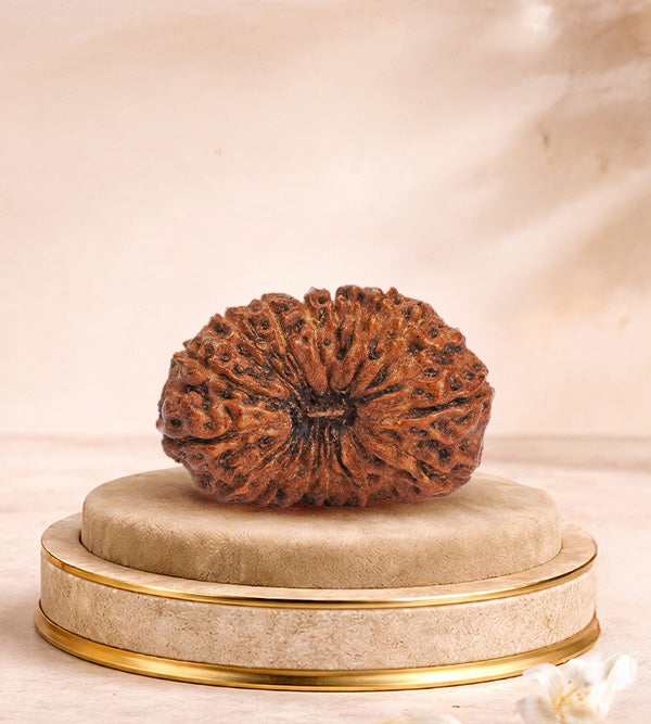 20 Mukhi Rudraksha