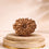 16 Mukhi Rudraksha 16