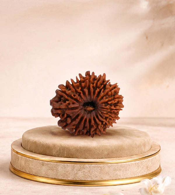 18 Mukhi Rudraksha 18