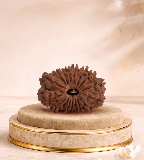 17 Mukhi Rudraksha 17