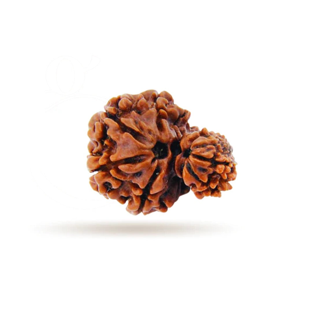 Natural Rudraksha - Gemsmantra