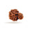 Natural Rudraksha