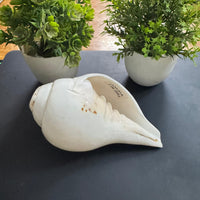 Shankh (Conch Shell)