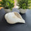 Shankh (Conch Shell)
