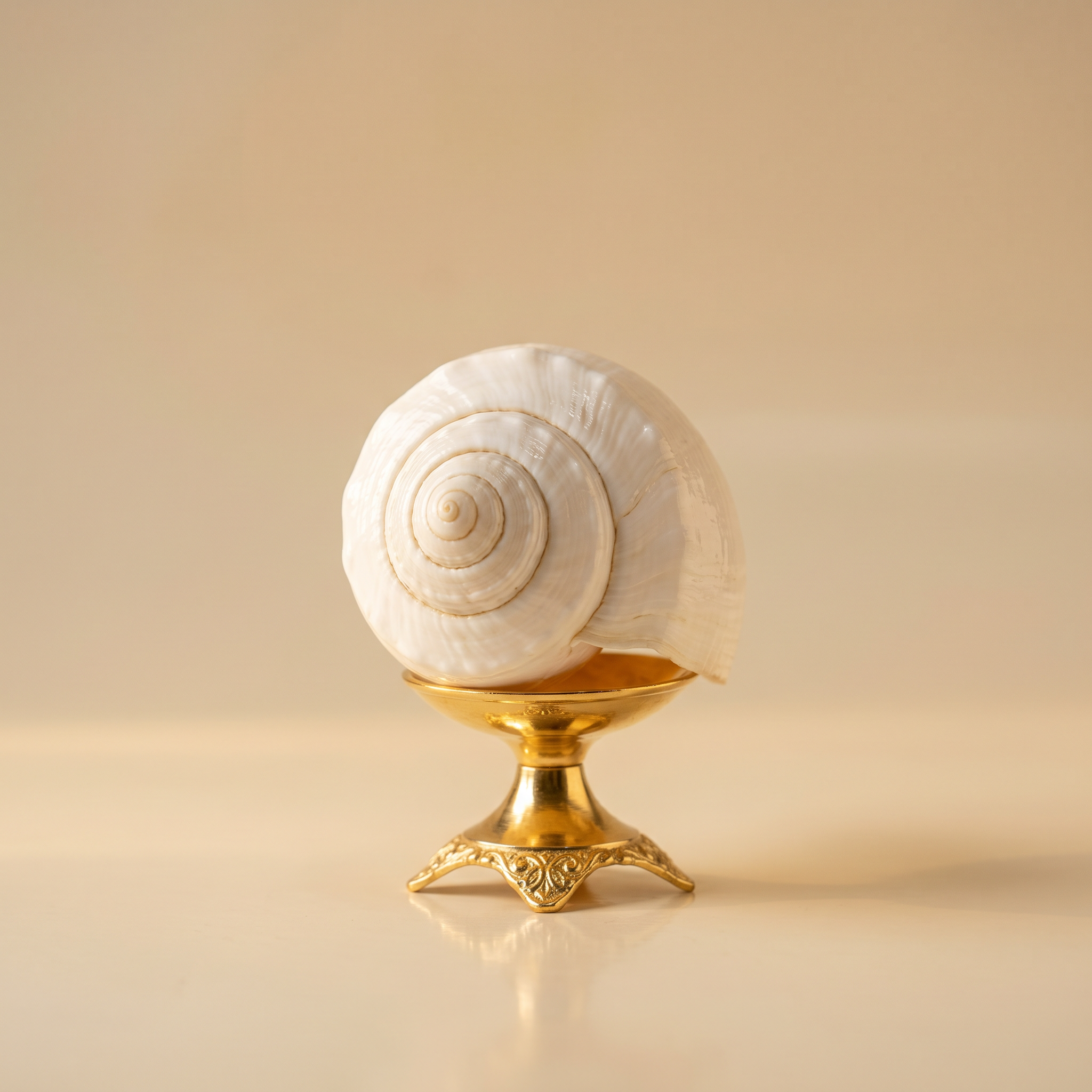 White sacred shankh conch shell on golden stand – Shankh collection