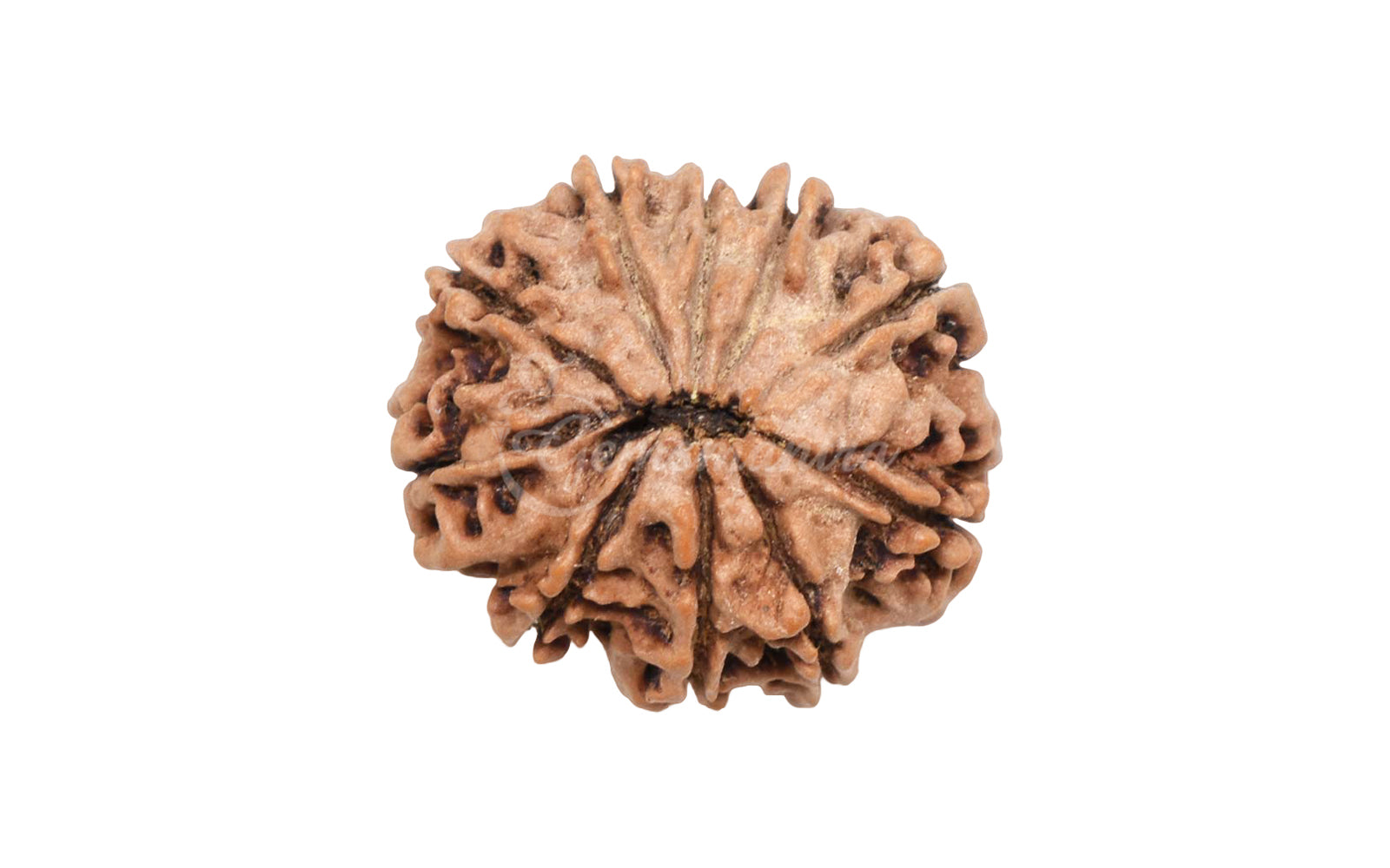 10 Mukhi Rudraksha (Nepali)