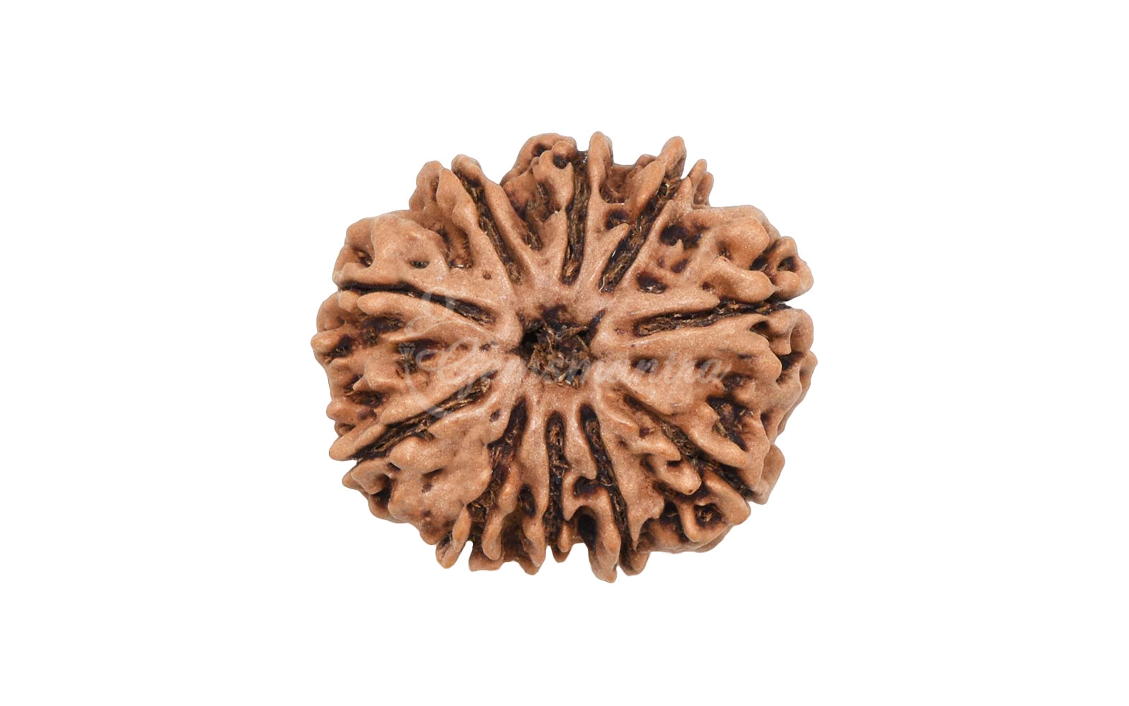 10 Mukhi Rudraksha (Nepali)