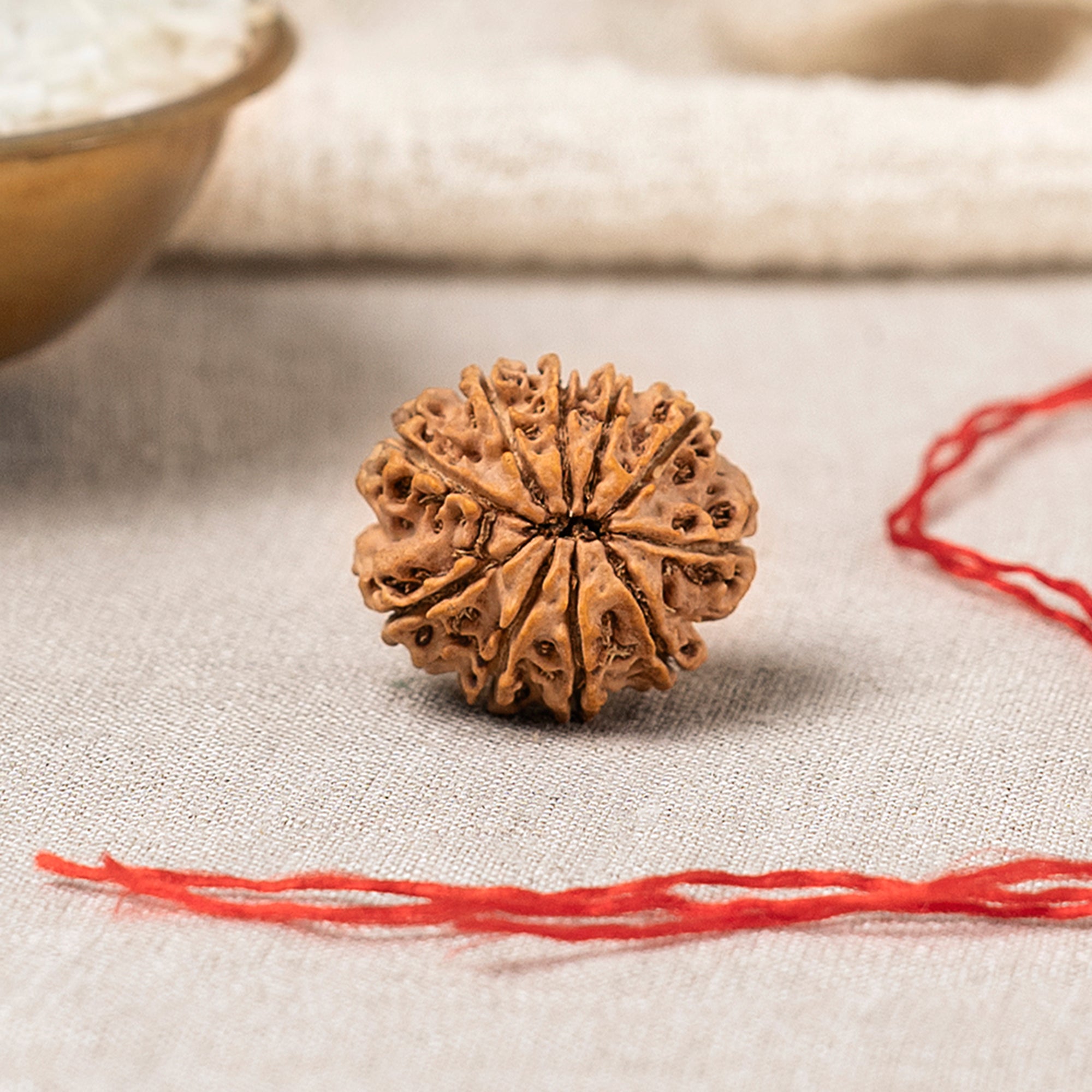 10 Mukhi Rudraksha – Original Nepali Bead
