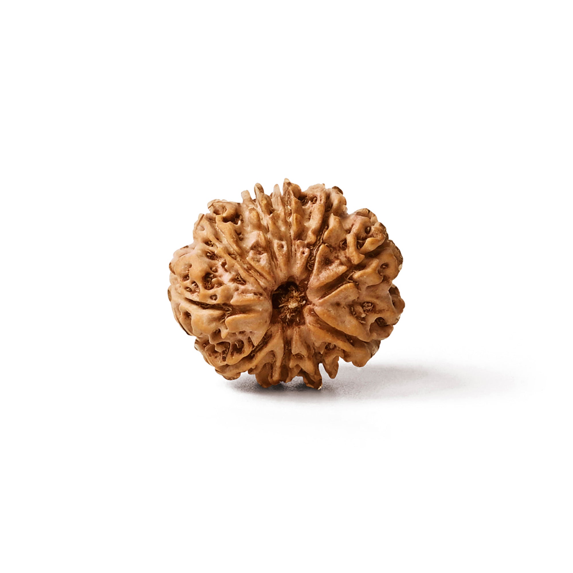 10 Mukhi Rudraksha – Original Nepali Bead