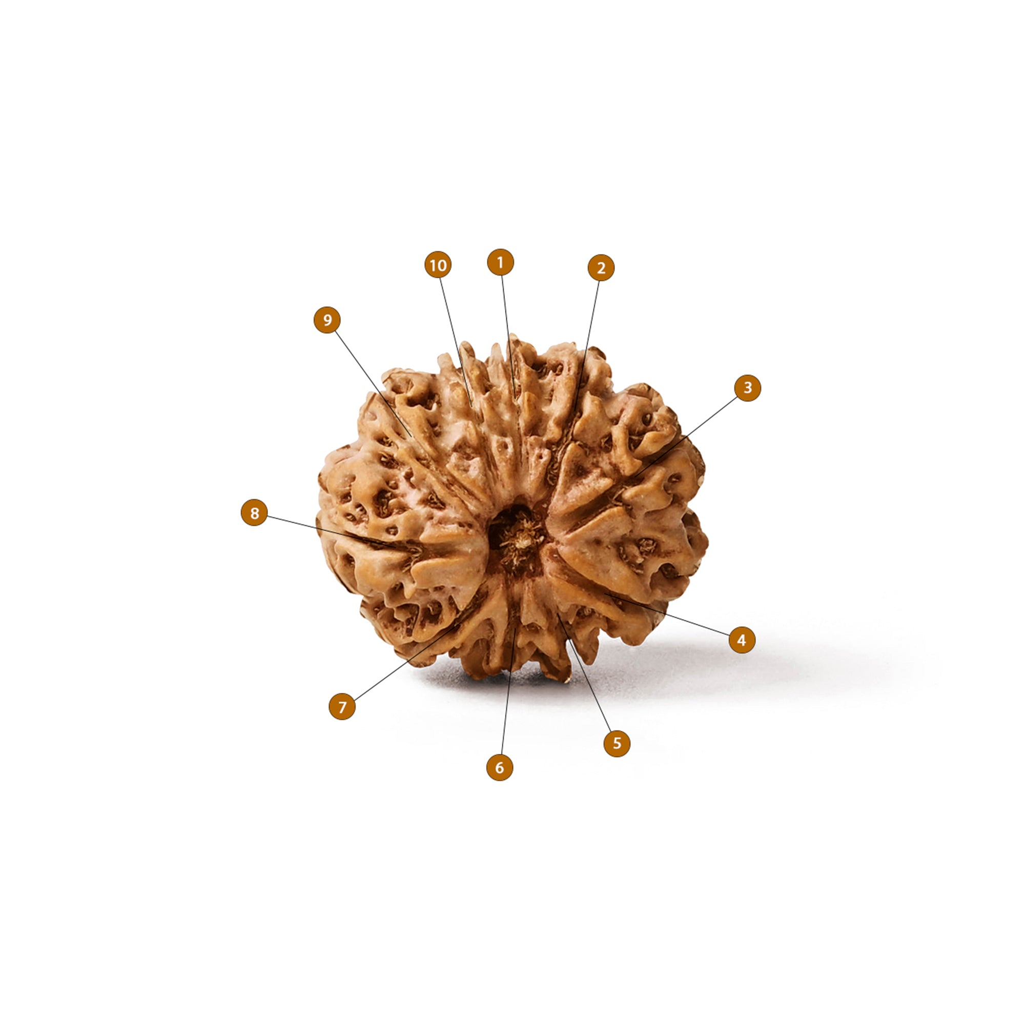 10 Mukhi Rudraksha – Original Nepali Bead