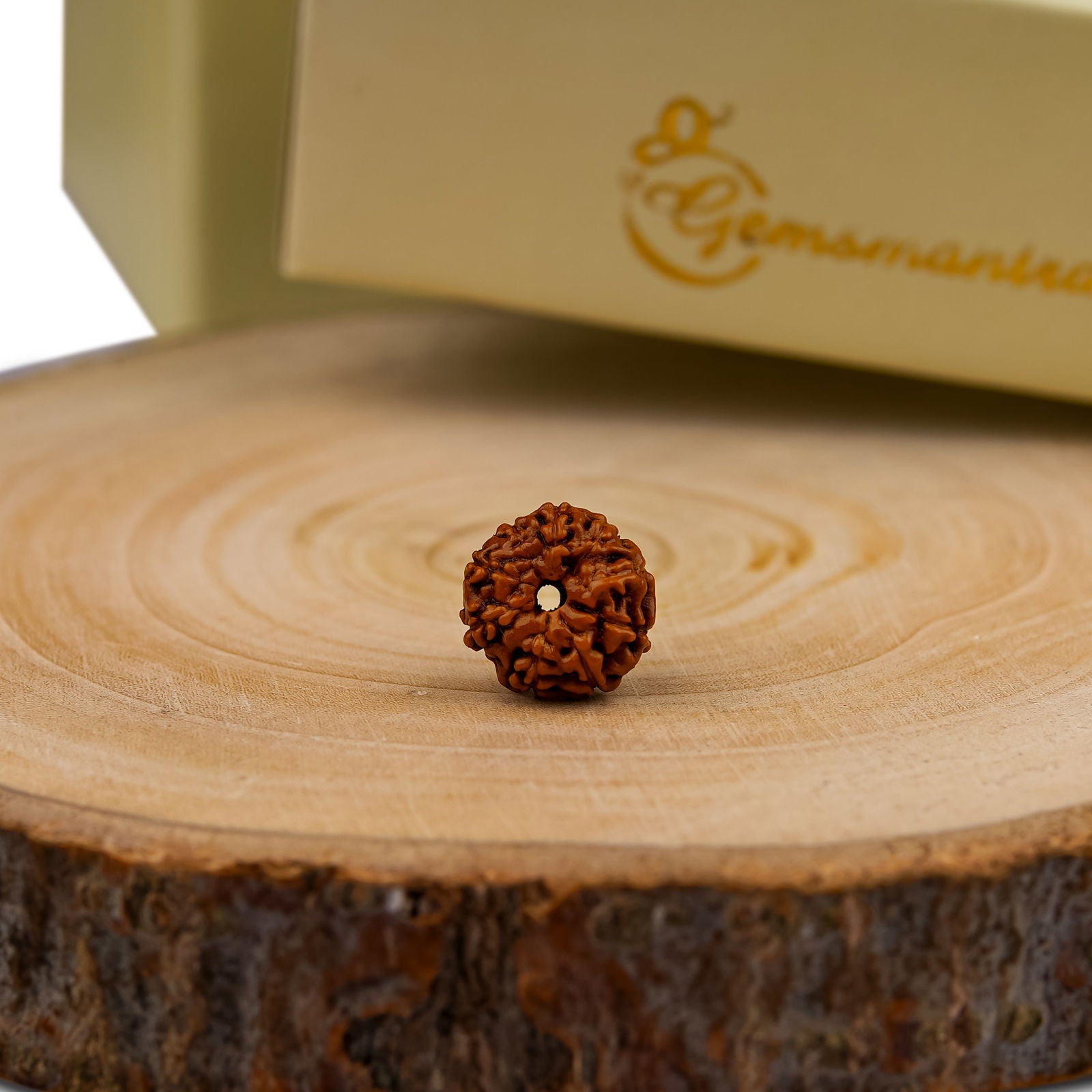 10 Mukhi Rudraksha (Indonesian Bead) - Gemsmantra