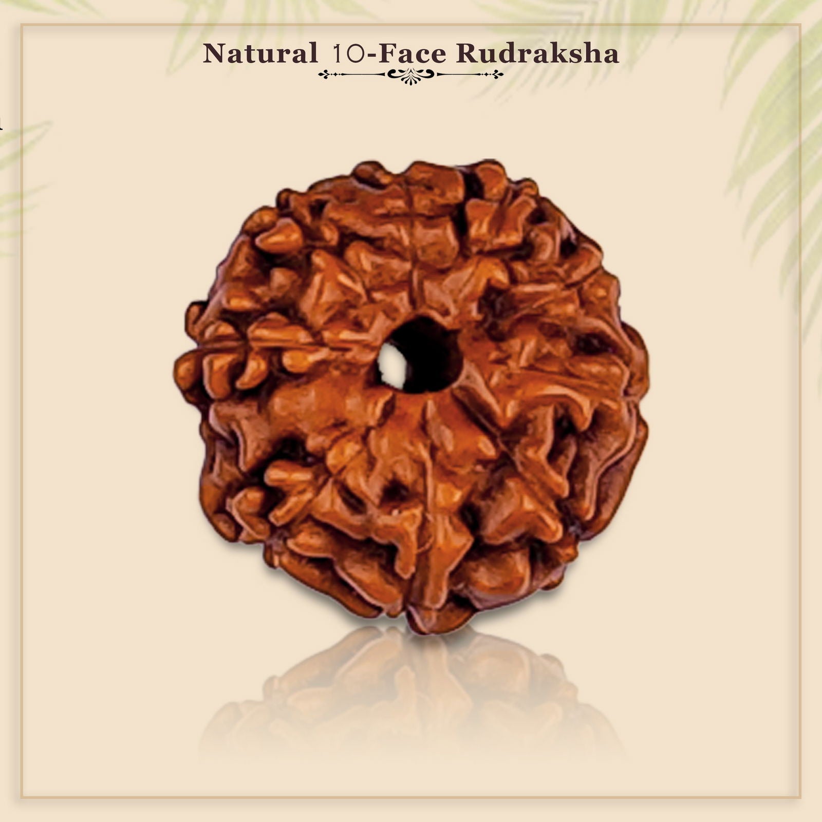 10 Mukhi Rudraksha (Indonesian Bead) - Gemsmantra