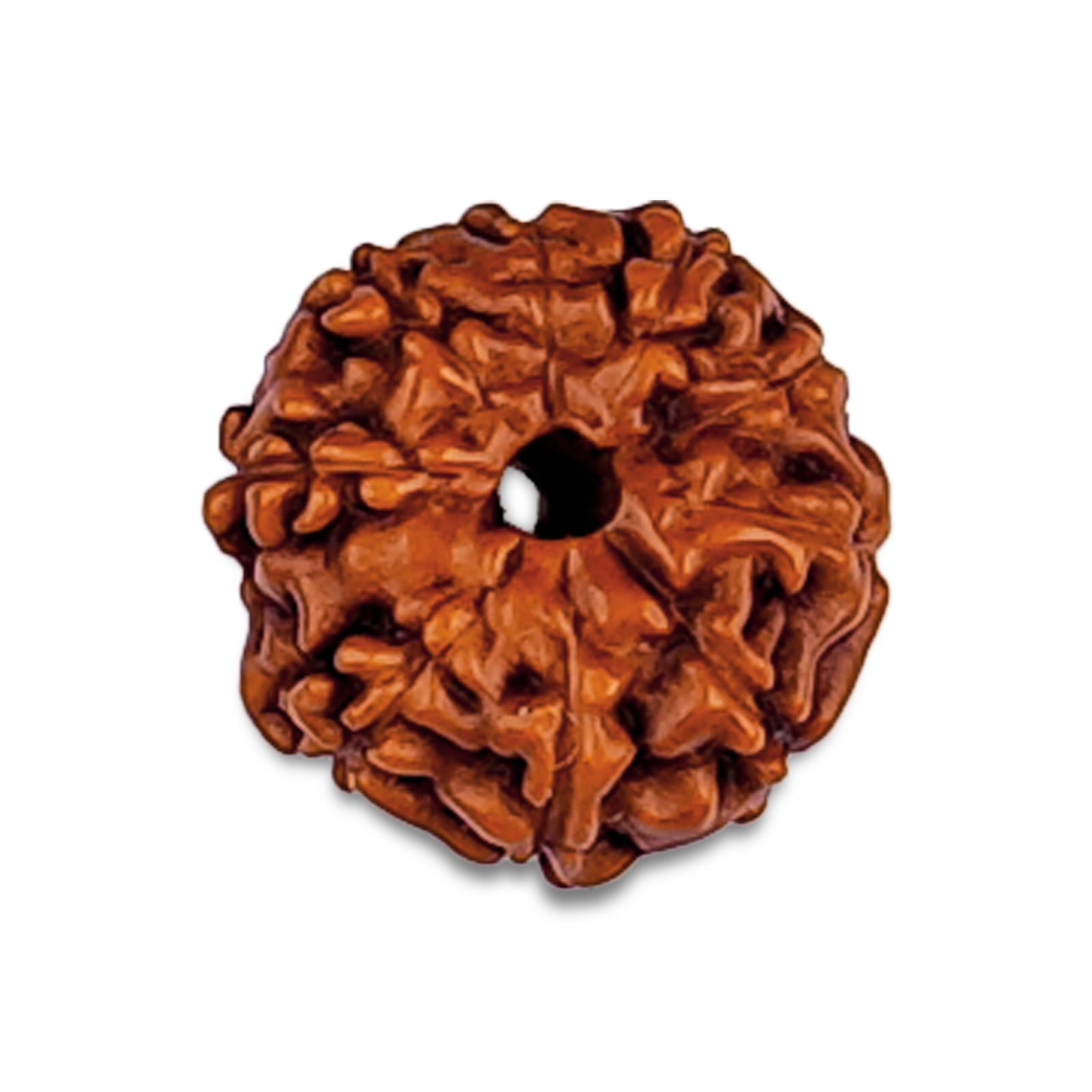 10 Mukhi Rudraksha (Indonesian Bead) - Gemsmantra