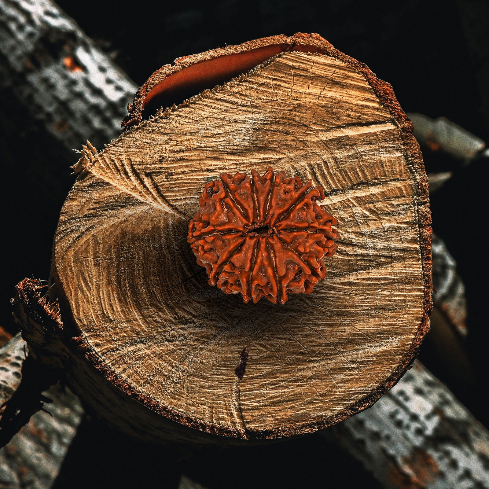 10 Mukhi Rudraksha (Nepali) - Gemsmantra