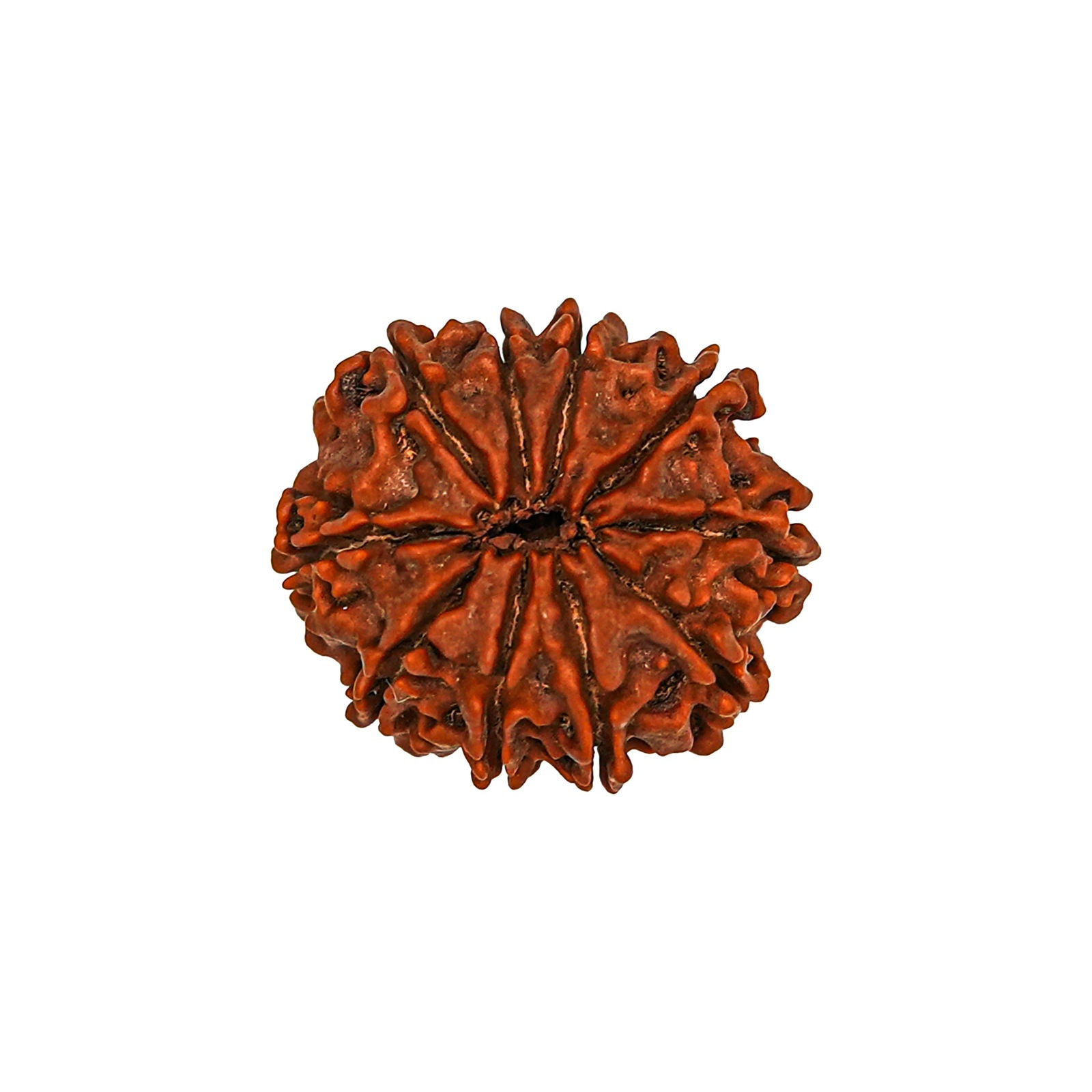 10 Mukhi Rudraksha (Nepali) - Gemsmantra