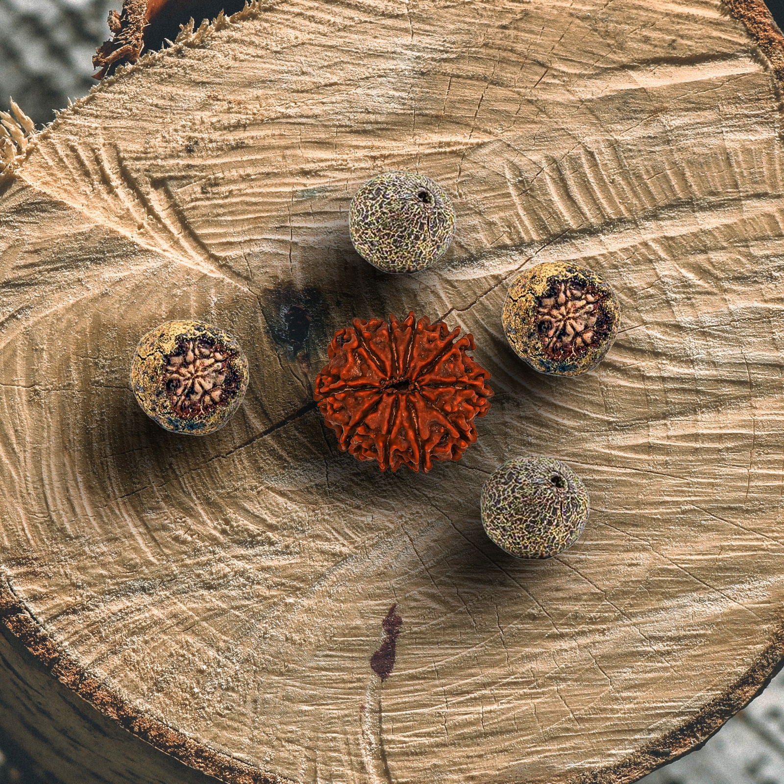 10 Mukhi Rudraksha (Nepali) - Gemsmantra