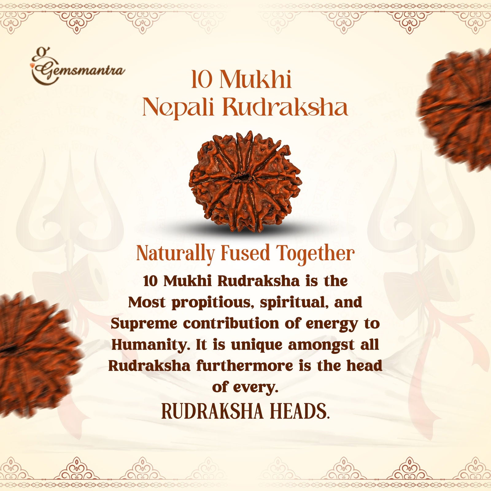 10 Mukhi Rudraksha (Nepali) - Gemsmantra