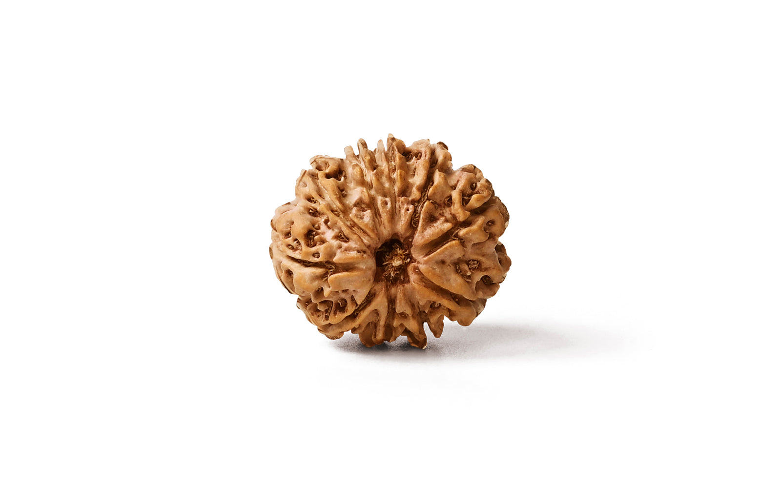 10 Mukhi Rudraksha (Nepali)