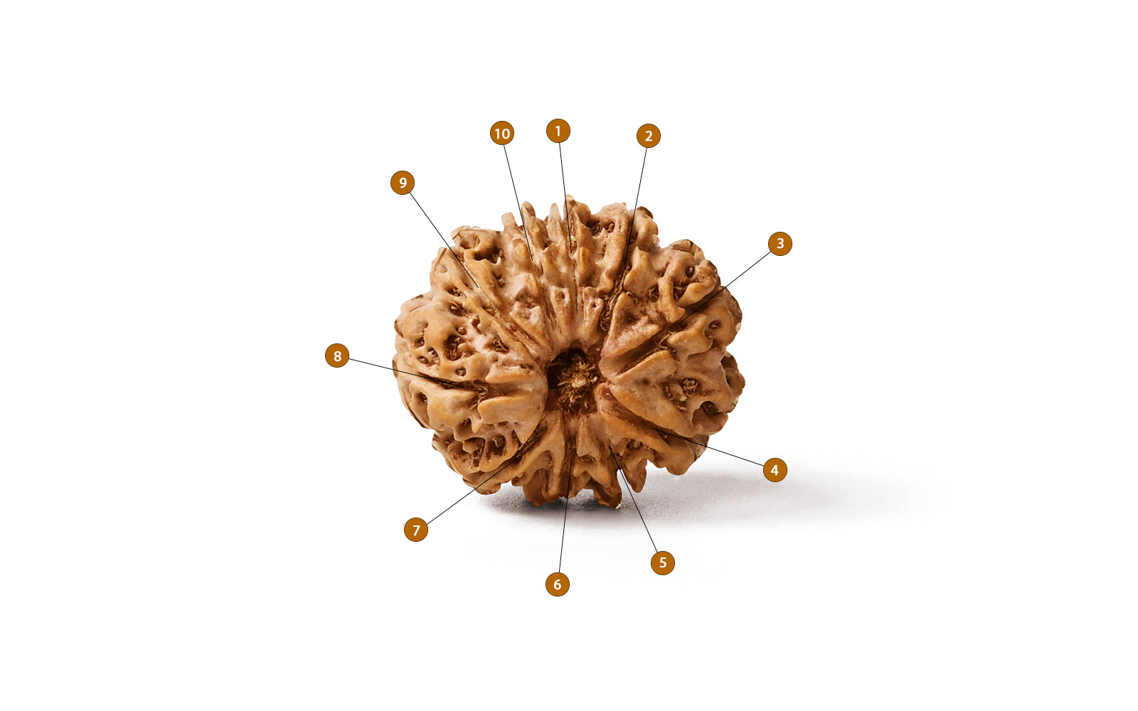 10 Mukhi Rudraksha (Nepali)