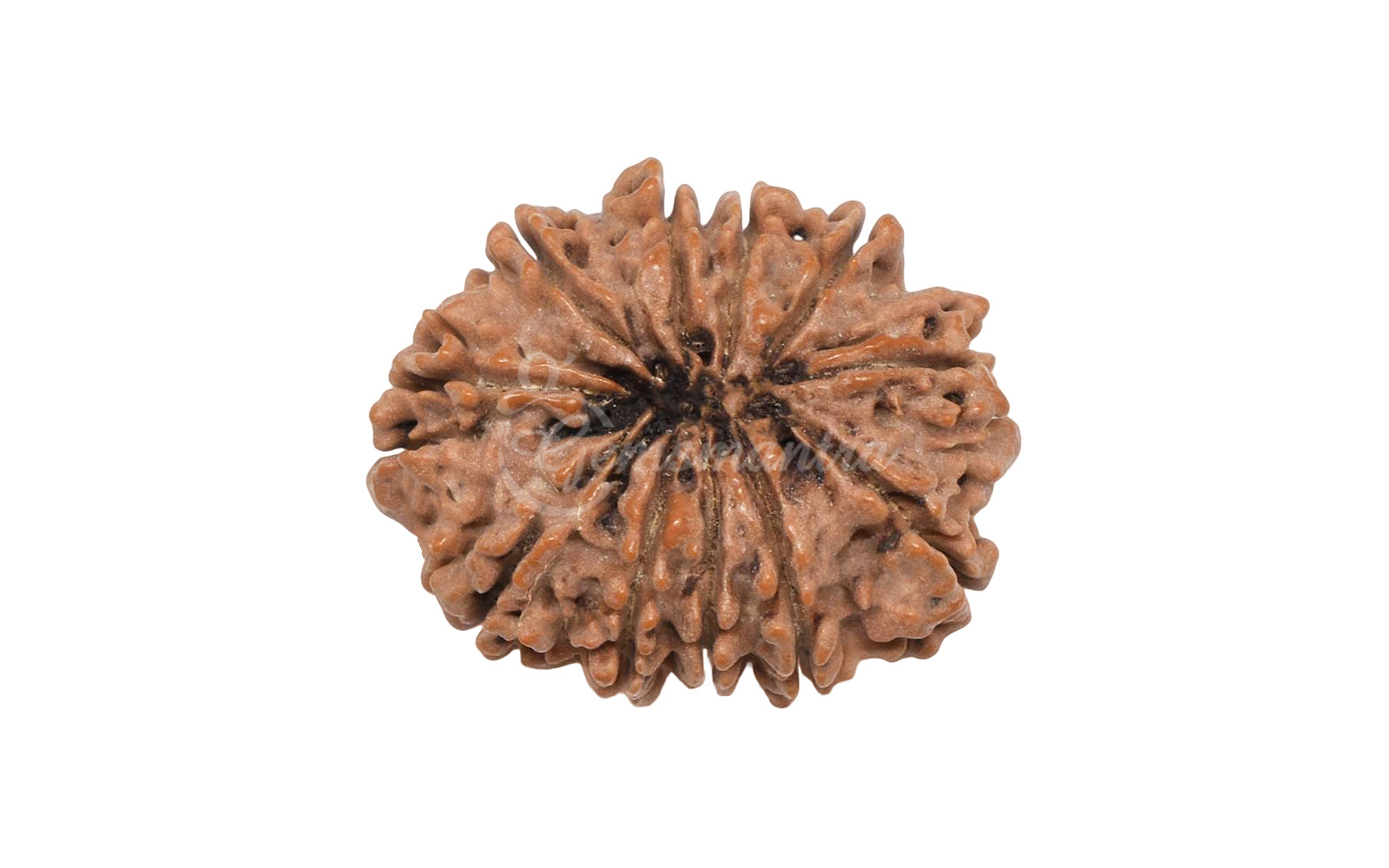 11 Mukhi Rudraksha (Nepali)