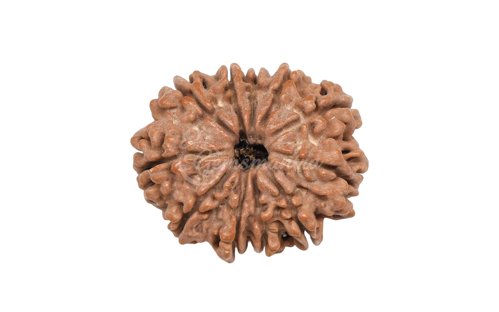 11 Mukhi Rudraksha (Nepali)