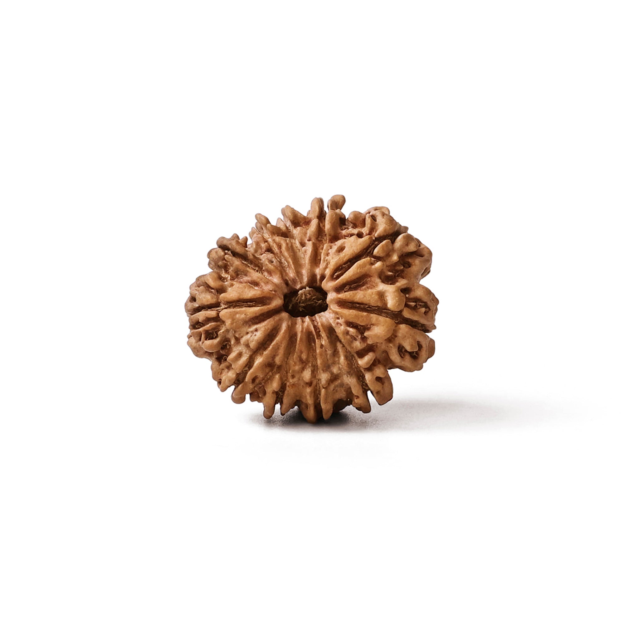 11 Mukhi Rudraksha – Original Nepali Bead