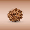 11 Mukhi