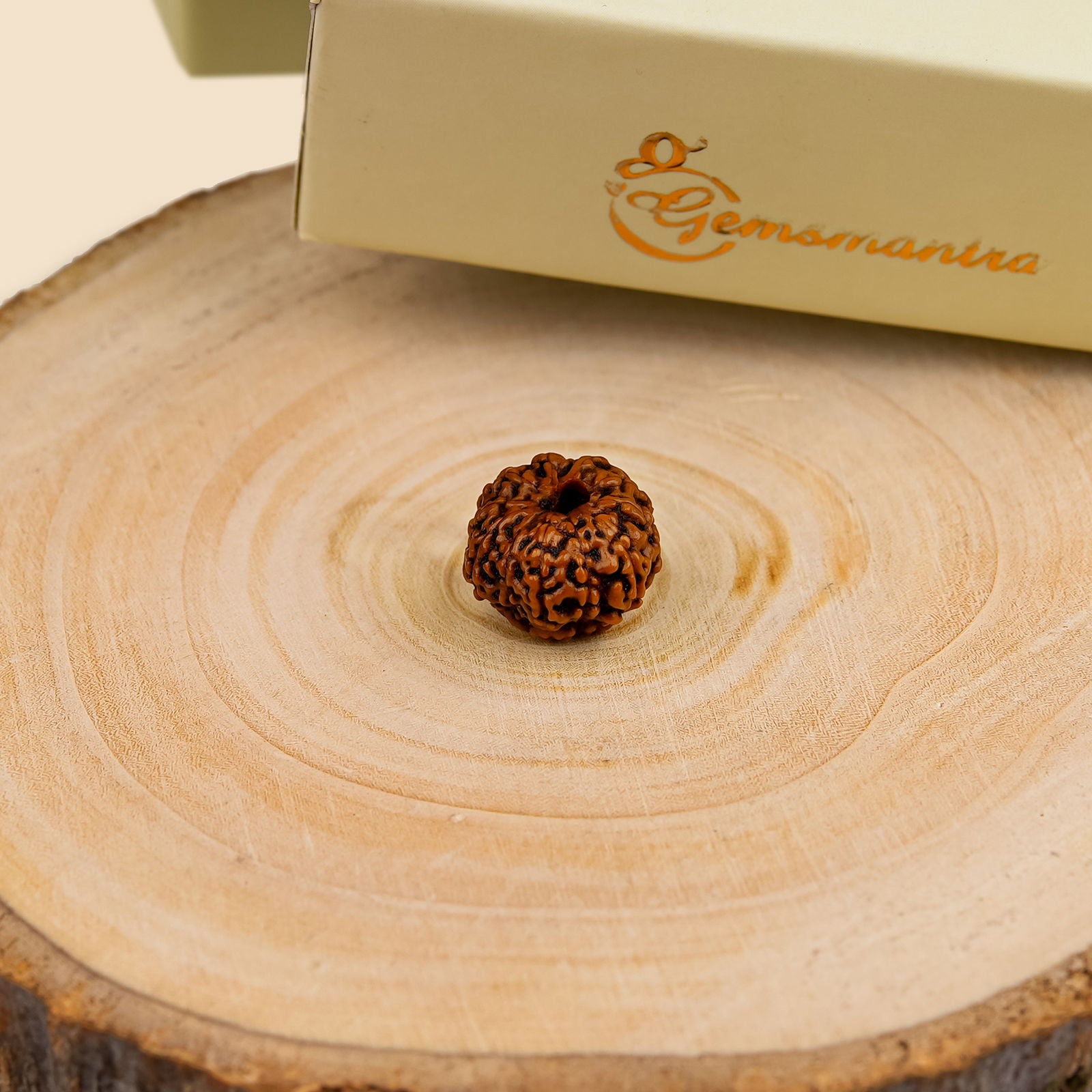 11 Mukhi Rudraksha (Indonesian Bead) - Gemsmantra