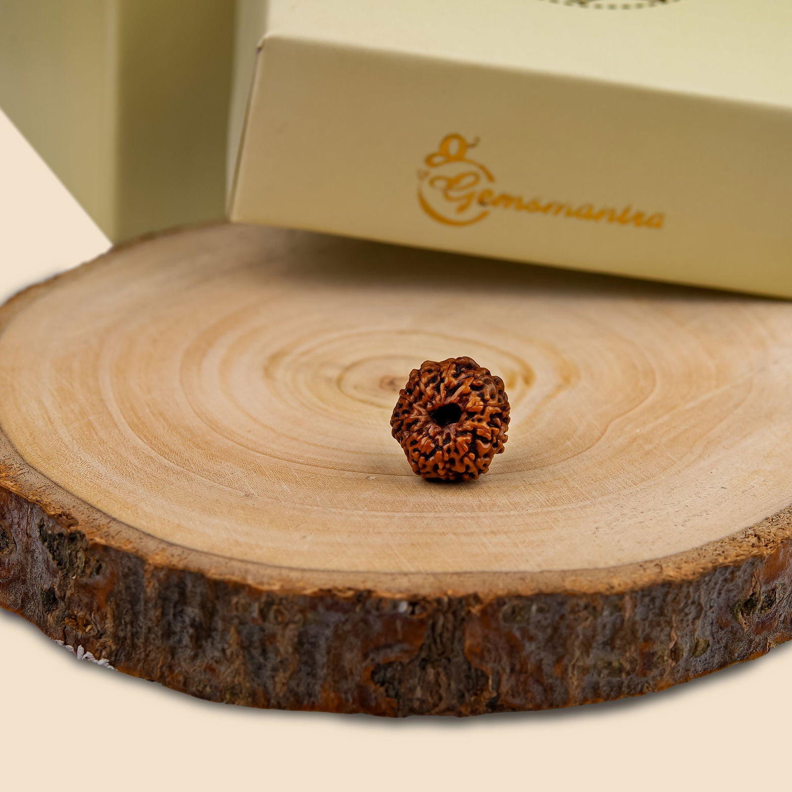 11 Mukhi Rudraksha (Indonesian Bead) - Gemsmantra