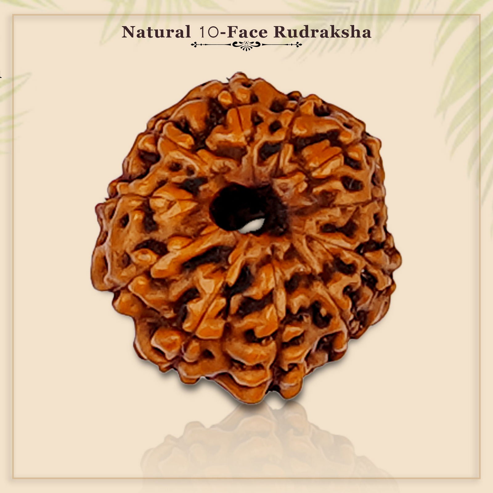 11 Mukhi Rudraksha (Indonesian Bead) - Gemsmantra