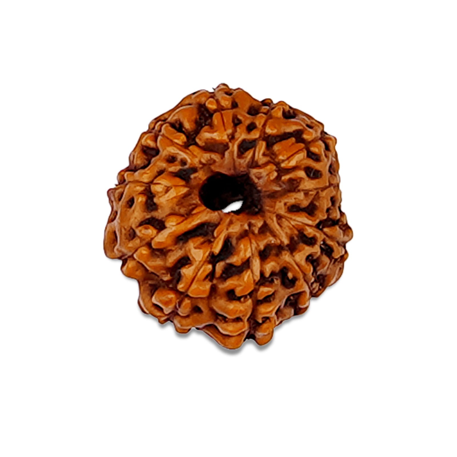 11 Mukhi Rudraksha (Indonesian Bead) - Gemsmantra