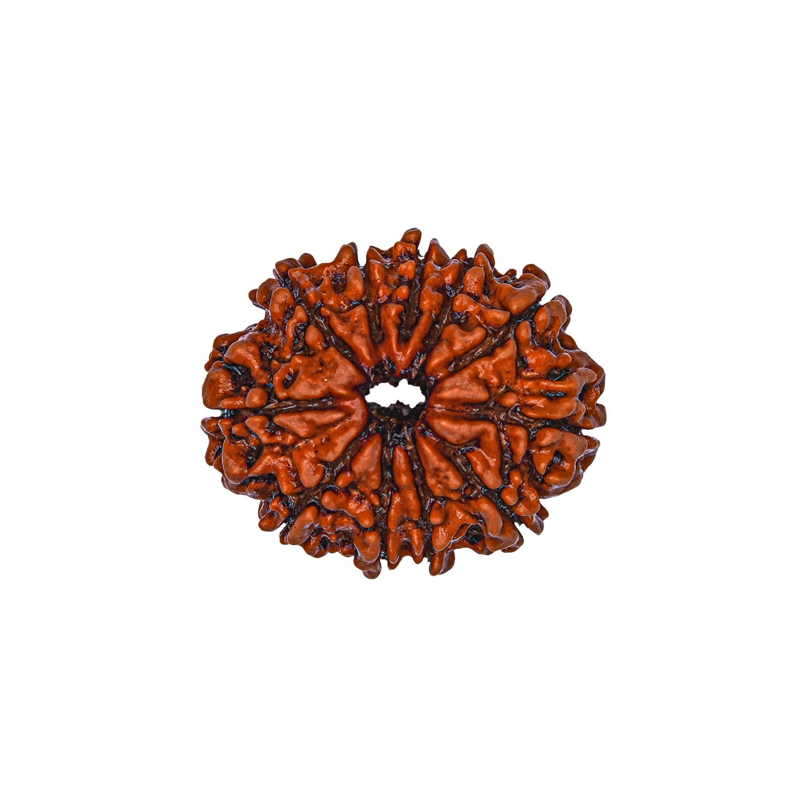 11 Mukhi Rudraksha (Nepali) - Gemsmantra