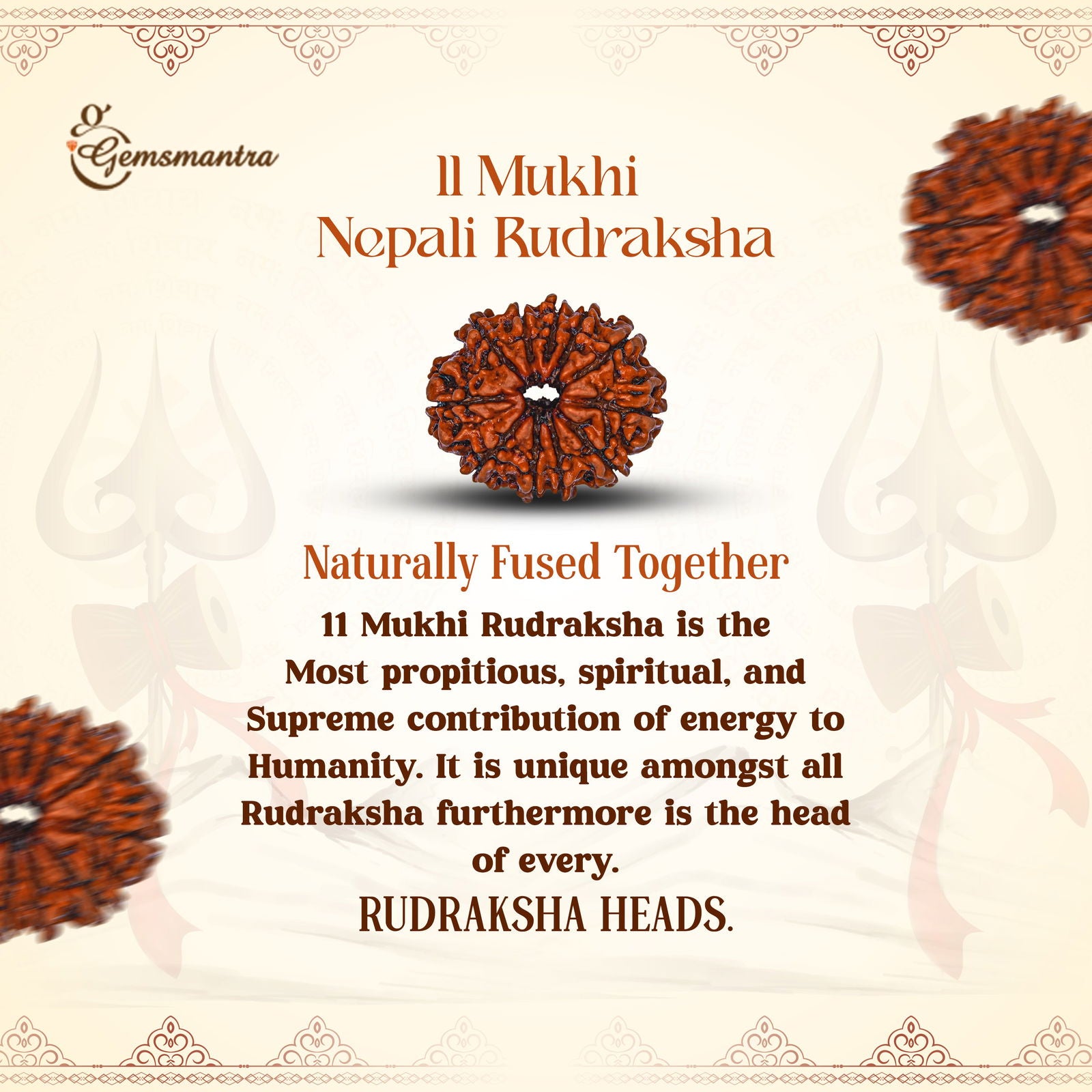 11 Mukhi Rudraksha (Nepali) - Gemsmantra