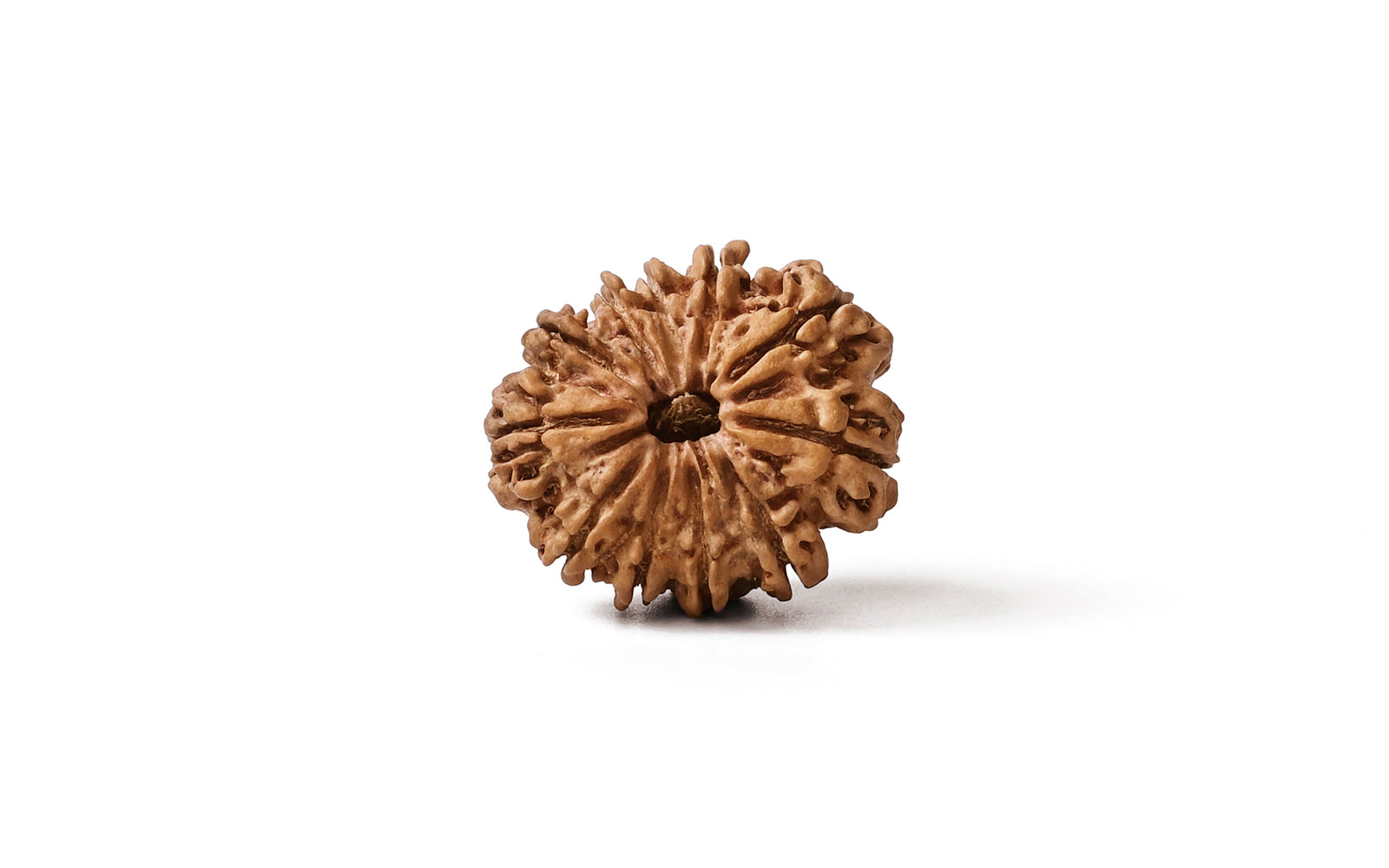 11 Mukhi Rudraksha (Nepali)