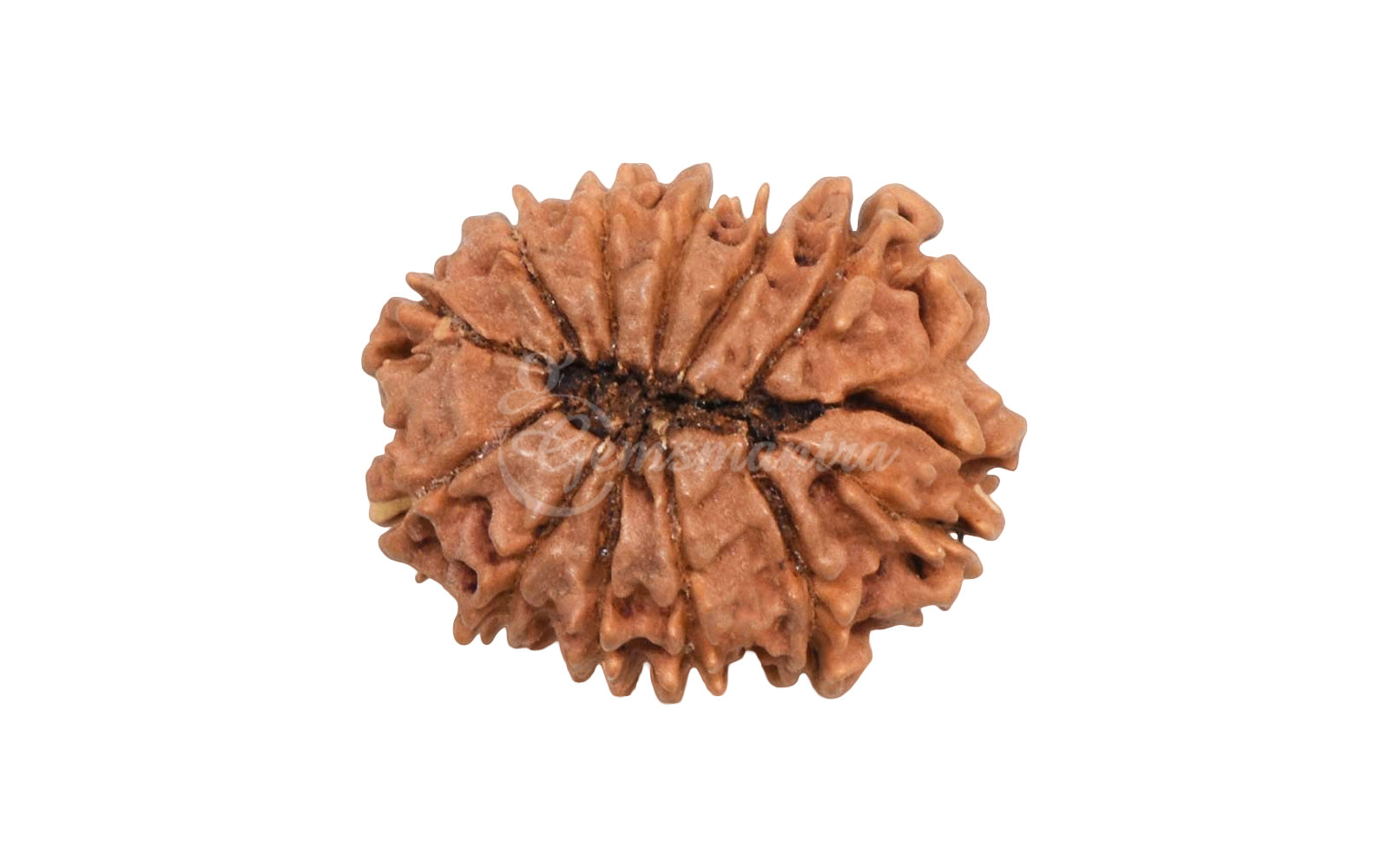 12 Mukhi Rudraksha (Nepali)