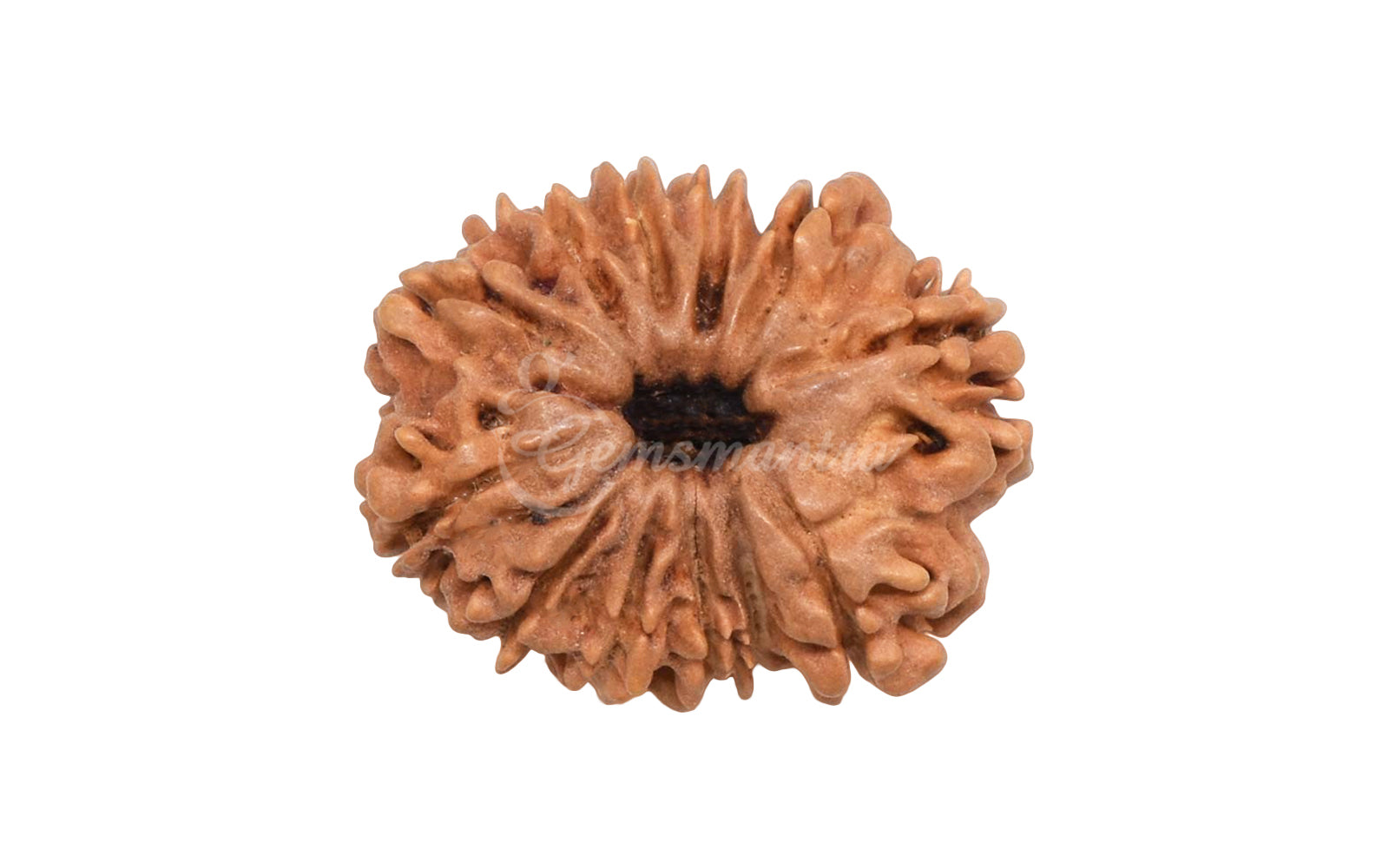 12 Mukhi Rudraksha (Nepali)